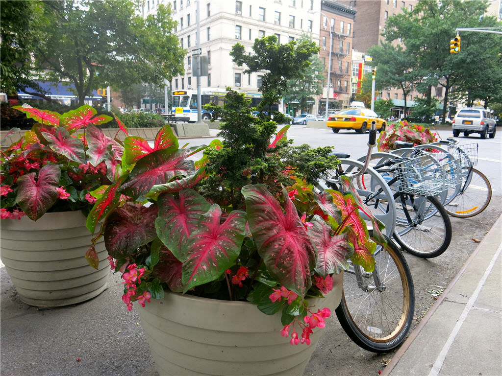 Planters & bicycles line the sidewalk along an intersection on Broadway