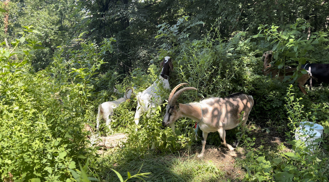 A group of goats in a forestDescription automatically generated with medium confidence
